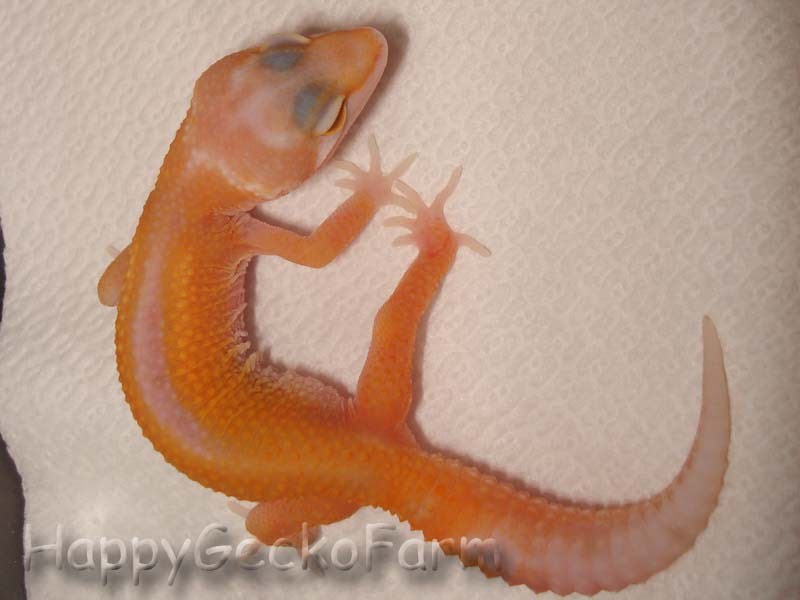 APTOR  Reverse Stripe