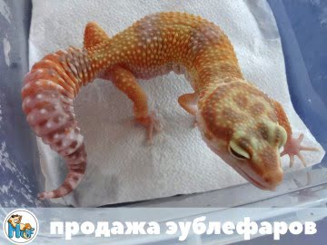 Tangerine Tremper Albino Image 1