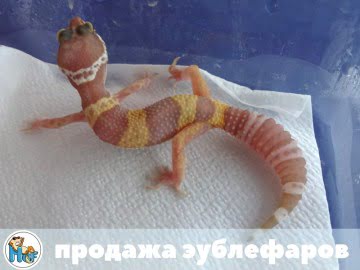 Tremper Albino Image 3