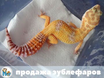 Tangerine Tremper Albino Image 0