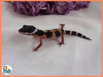 Jungle het ВА Image 1