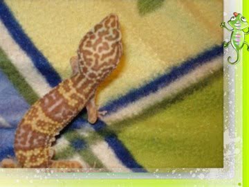 Tremper Albino