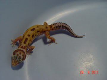 RAPTOR  Ruby Eyes