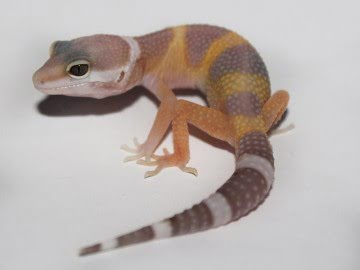 Tangerine Tremper Albino Image 2