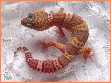 Tremper Albino Image 0