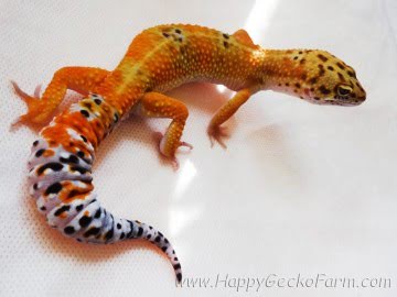 Tangerine poss Emerald Image 0