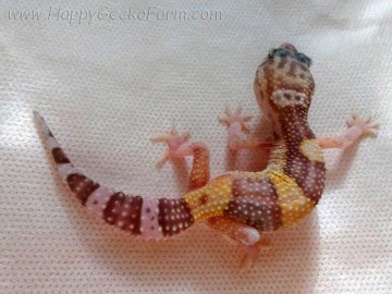 Banded RAPTOR Image 8