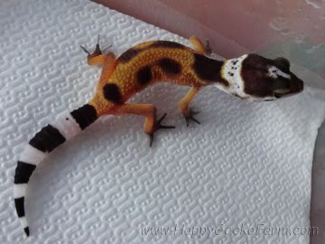 Tangerine poss SHT Image 4