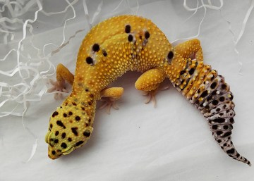 Эублефар White&Yellow Image 1