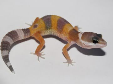 Tangerine ТА Image 1