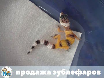 SHT poss Electric Image 7