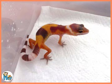 TТА poss Sunglow Extreme Image 4