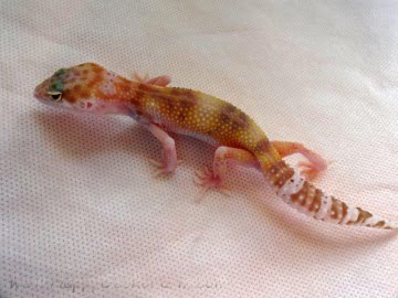 RAPTOR Image 9
