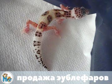 TA (проект Lemonchello) Image 1