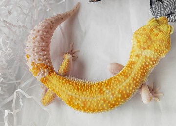 Эублефар White&Yellow TA Enigma Image 0