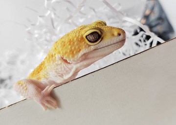 Эублефар White&Yellow TA Enigma Image 2
