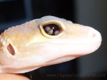 RAPTOglow Image 12