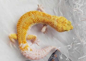 Эублефар White&Yellow TA Enigma Image 1