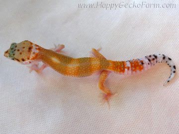 Tangerine poss Emerald Image 7