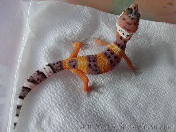 Tangerine poss SHT Image 3