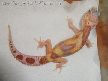 RAPTOR Ruby Eyes Image 1