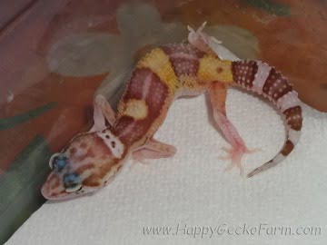 Banded RAPTOR Image 10