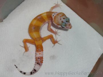 SHT Image 5