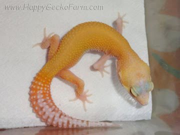 RAPTOR Ruby Eyes Image 0