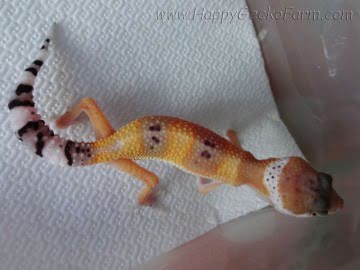 Tangerine poss SHT Image 0