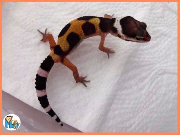 Jungle het ВА Image 0