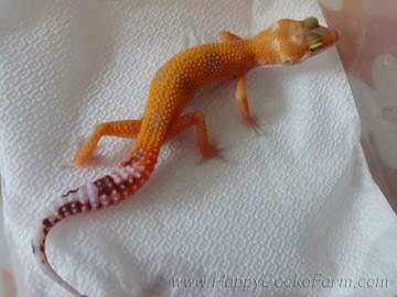 Sunglow (Jungle) Image 9