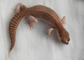Эублефар  Mack Snow Albino