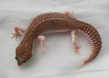 Эублефар  Mack Snow Albino Image 2