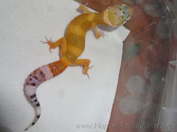 SHT Image 2