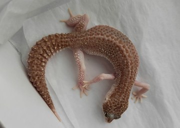 Эублефар  Mack Snow Albino Image 1