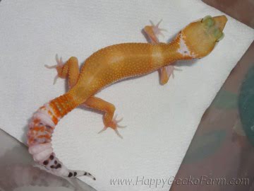 SHT Image 0