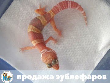Tremper Albino Image 2