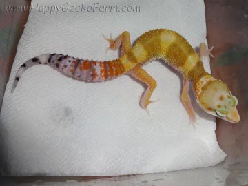 Tangerine poss SHT Image 0