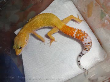 SHT Image 0