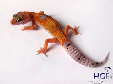 SHT Enigma Image 2