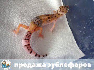  SHT Image 4
