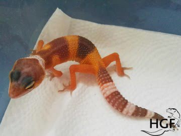 TTA poss Sunglow Image 0