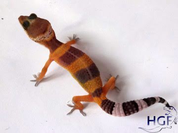 Tangerine poss SHT Image 0
