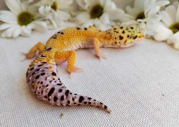 Эублефар White&Yellow Image 5