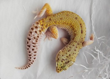 Эублефар RAPTOR Image 1