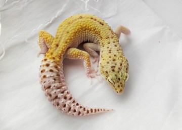 Эублефар RAPTOR Image 0