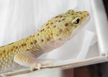 Эублефар RAPTOR Image 2