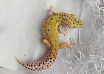 Эублефар RAPTOR Image 3