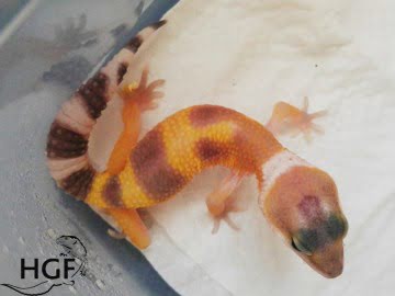 Tangerine poss SHT Image 0
