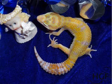 Tangerine Tremper Albino Image 3